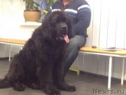 Превью фото № 172948