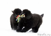 Превью фото № 172955