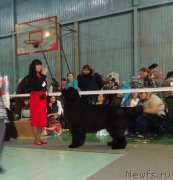 Превью фото № 173068