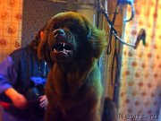 Превью фото № 173086