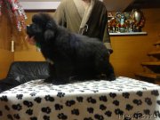 Превью фото № 173089