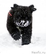 Превью фото № 173111