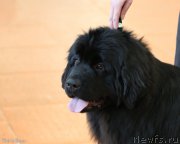 Превью фото № 173117