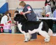 Превью фото № 173128