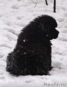 Превью фото № 173188