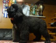 Превью фото № 173213