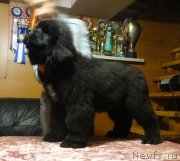 Превью фото № 173214