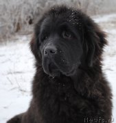 Превью фото № 173216