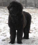 Превью фото № 173217