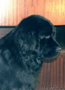 Превью фото № 173223