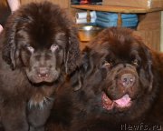 Превью фото № 173235