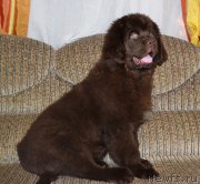 Превью фото № 173237