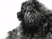 Превью фото № 173283