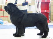 Превью фото № 173400