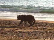 Превью фото № 173413