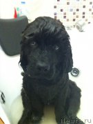 Превью фото № 173426