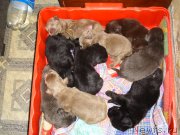 Превью фото № 173430