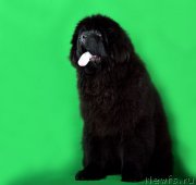 Превью фото № 173548