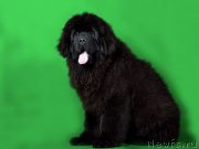 Превью фото № 173550