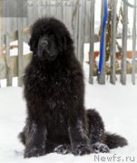 Превью фото № 173562