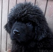 Превью фото № 173597