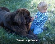 Превью фото № 173598