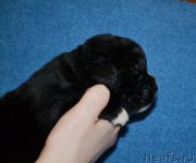 Превью фото № 173607