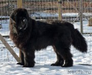 Превью фото № 173622