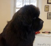 Превью фото № 173624