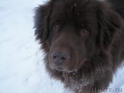 Превью фото № 173652