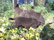 Превью фото № 173655