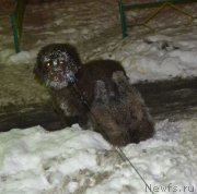 Превью фото № 173678