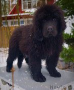 Превью фото № 173695