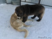 Превью фото № 173773