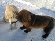 Превью фото № 173776