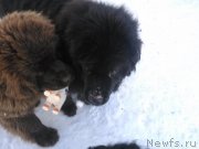 Превью фото № 173782