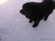 Превью фото № 173783