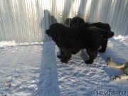 Превью фото № 173784