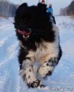 Превью фото № 173814