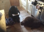 Превью фото № 173831