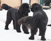 Превью фото № 173891