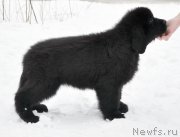 Превью фото № 173923