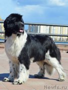 Превью фото № 173955