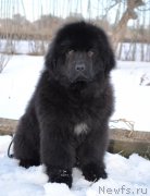 Превью фото № 173968