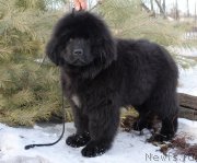 Превью фото № 173969