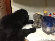 Превью фото № 173975