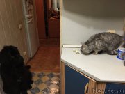 Превью фото № 173976