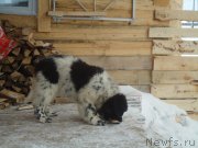 Превью фото № 173978