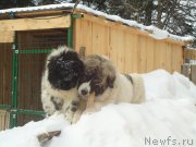 Превью фото № 173983