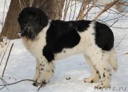 Превью фото № 173996